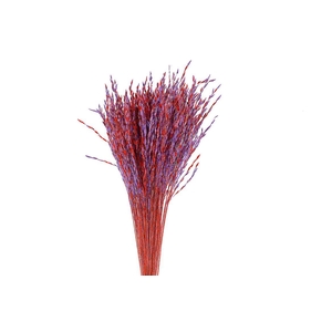 Dried Artz Rice Grass Mondriaan Bunch