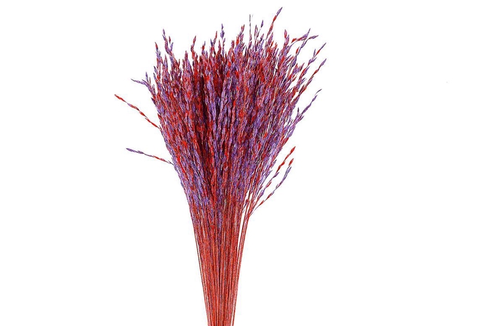 <h4>Dried Artz Rice Grass Mondriaan Bunch</h4>