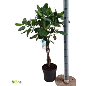 FICUS BENGHALENSIS