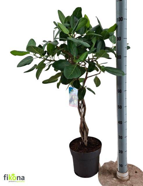 <h4>FICUS BENGHALENSIS</h4>