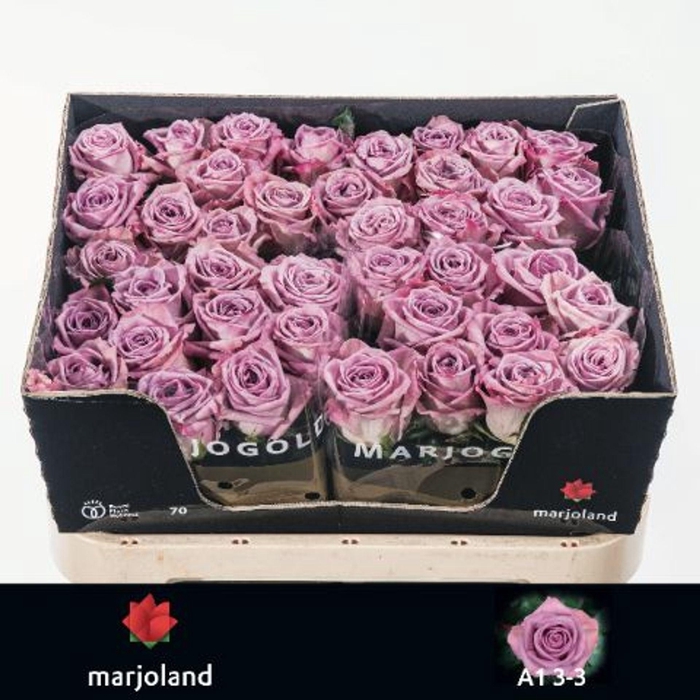 <h4>ROSA GR 'NAYELI'</h4>