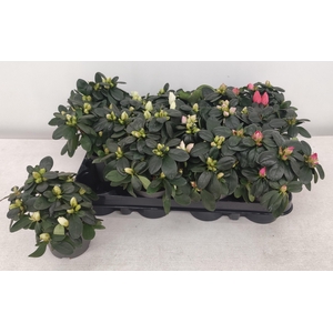 !! PROMO !! RHODO SI MIX P9