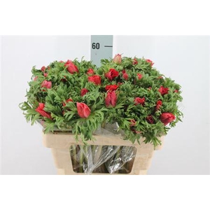 Anem Co Galil Rood 50cm