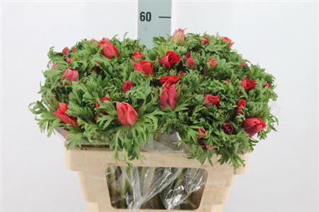 <h4>Anem Co Galil Rood 50cm</h4>