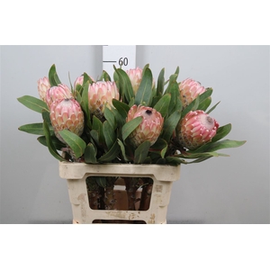 Protea Susara