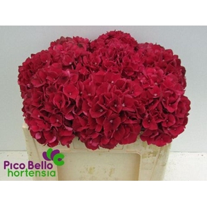 Hydrangea mag ruby red