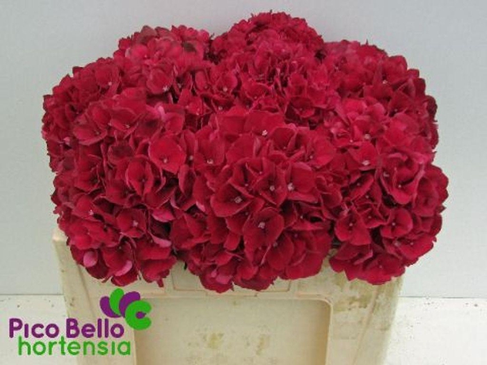 <h4>Hydrangea mag ruby red</h4>