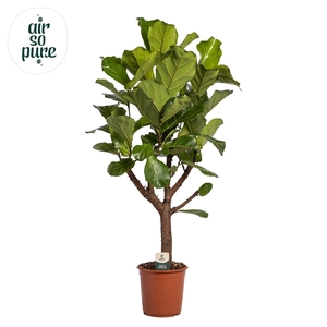 Ficus Lyrata Vertakt p27 (Air so Pure)