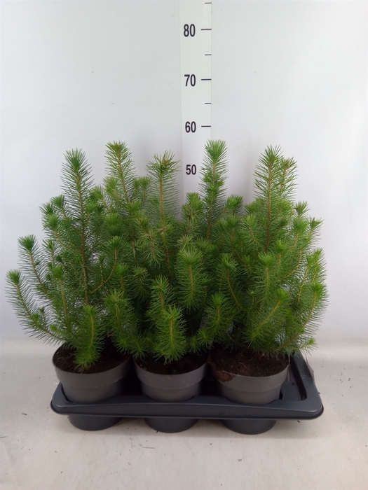 <h4>Pinus pinea 'Silver Crest'</h4>