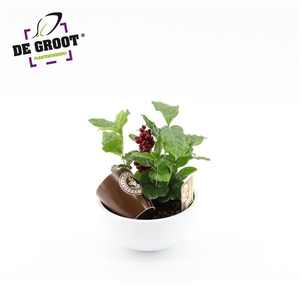 Coffea in schaal met bark en bijsteker