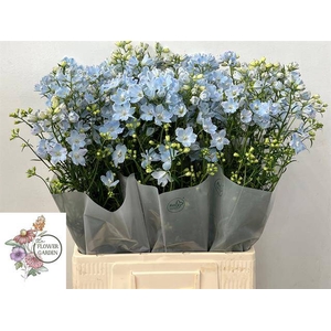 DELPH EN M CHIF BLUE