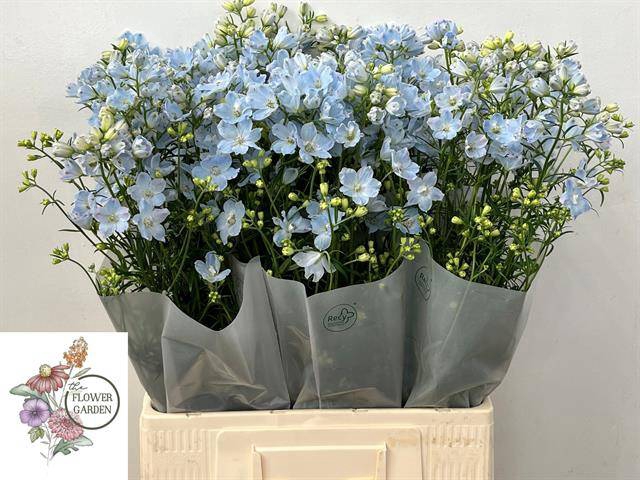 <h4>DELPH EN M CHIF BLUE</h4>