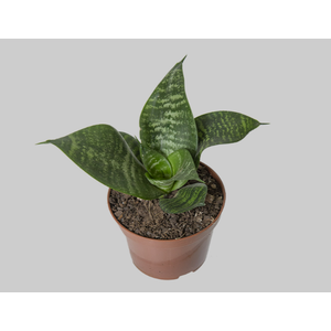 SANSEVIERIA SILVER HAHNII P11