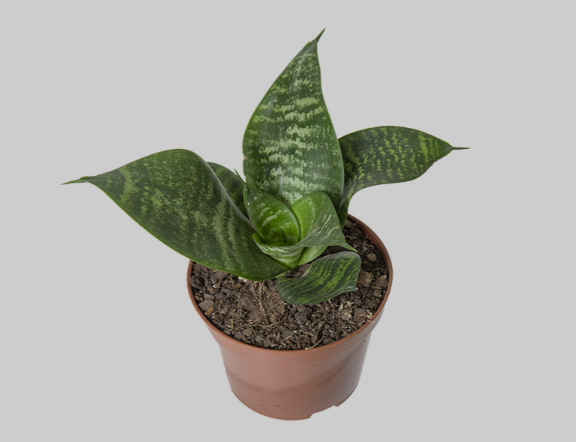 SANSEVIERIA SILVER HAHNII P11