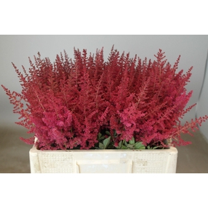 Astilbe Paul Gäarder