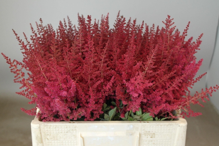 <h4>Astilbe Paul Gäarder</h4>