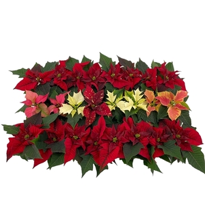 Euphorbia mix tray