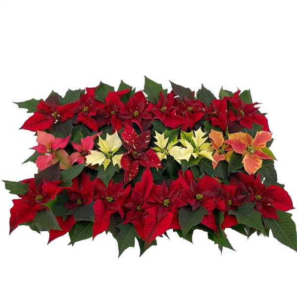 <h4>Euphorbia mix tray</h4>