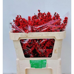 Ilex verticillata L 7