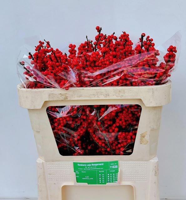 <h4>Ilex verticillata L 7</h4>