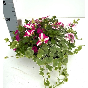 PERKPL GEM IN POT