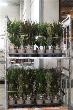 <h4>Dra Gemengd 30-10</h4>