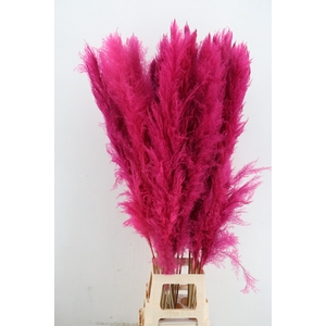 DF Pampas 130cm Cerise