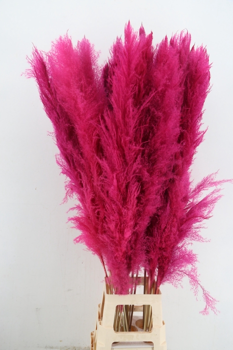 <h4>DF Pampas 130cm Cerise</h4>