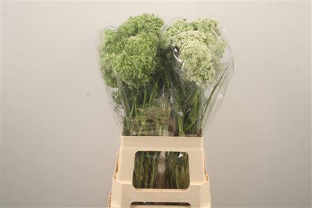 <h4>Ammi Visnaga Casablanca White</h4>