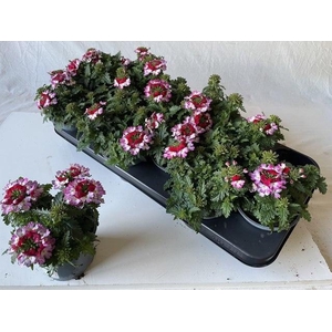 VERBE DRUMS PURP RED