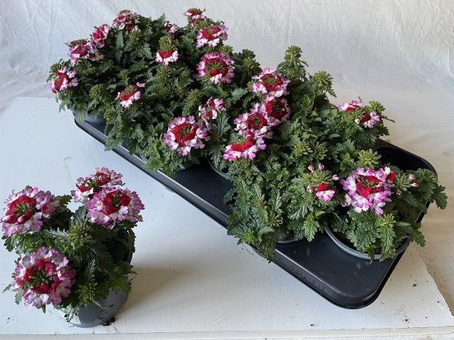 <h4>VERBE DRUMS PURP RED</h4>