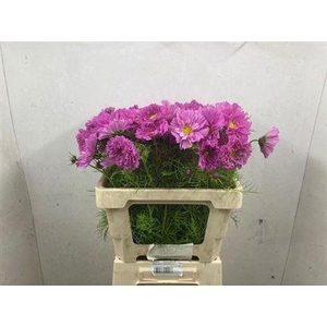 Cosmos Pink
