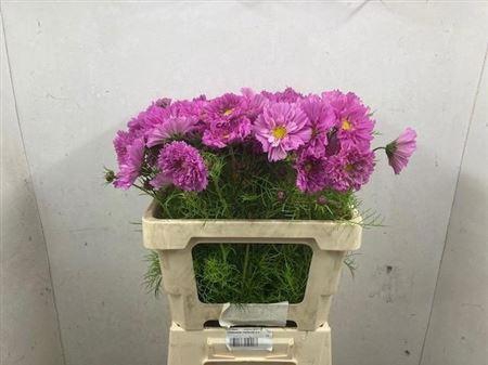 <h4>Cosmos Pink</h4>
