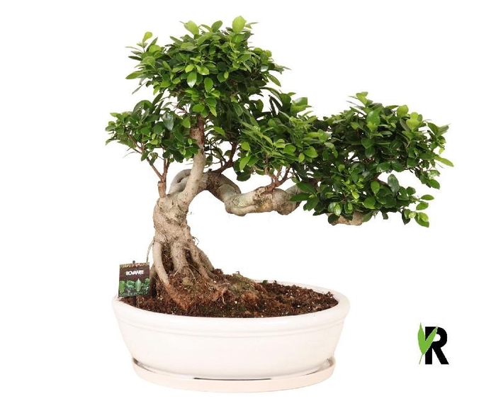 <h4>Ficus Mi Ginseng FSNKOW5080</h4>