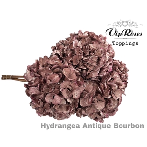 DRIED HYDRANGEA ANTIQUE BOURBON