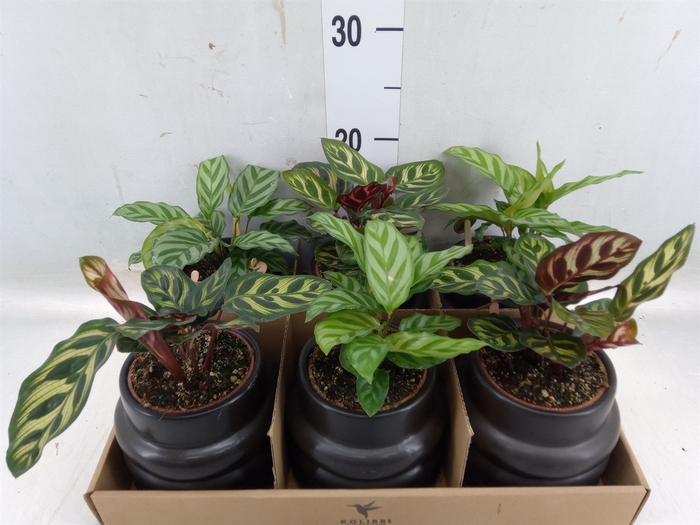 <h4>Calathea   ...mix</h4>