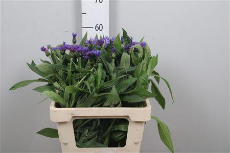 <h4>Centau Montana</h4>