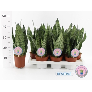 Sansevieria zeylanica