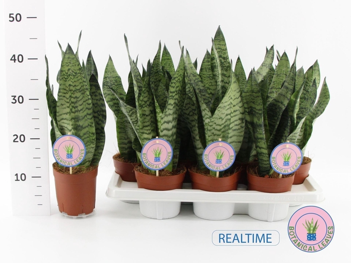 <h4>Sansevieria zeylanica</h4>