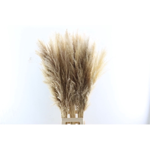 Dried Cortaderia Naturel Extra 110cm Pst
