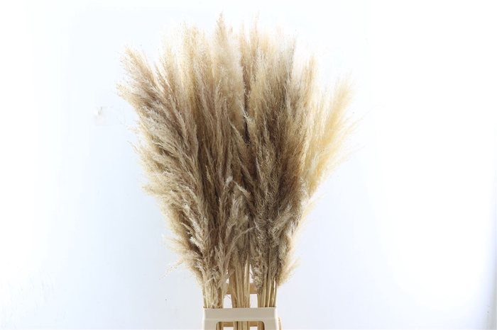<h4>Dried Cortaderia Naturel Extra 110cm Pst</h4>