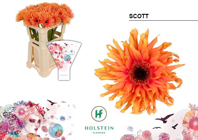 <h4>Gerbera large flowered curl-shaped Gerpasta Scott</h4>