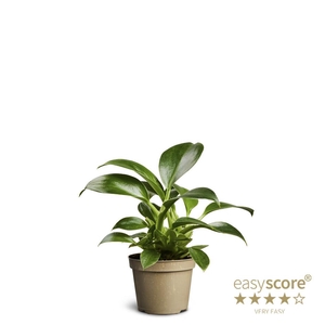 PHILODENDRON ERUBESCENS p6