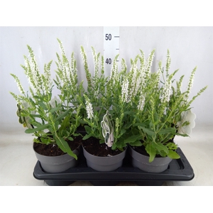 Salvia nemorosa 'Schneehugel'