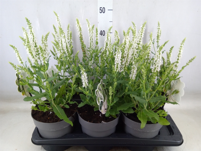 <h4>Salvia nemorosa 'Schneehugel'</h4>