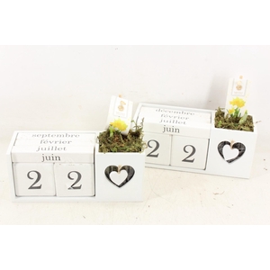 arr4 Narcis FL - Hout kalender