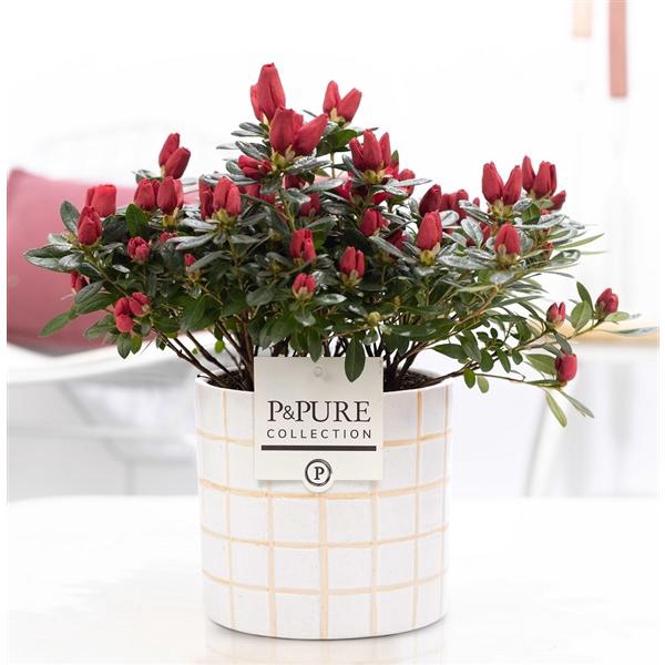 <h4>1st class Azalea red in P&PURE Tirza ceramics</h4>