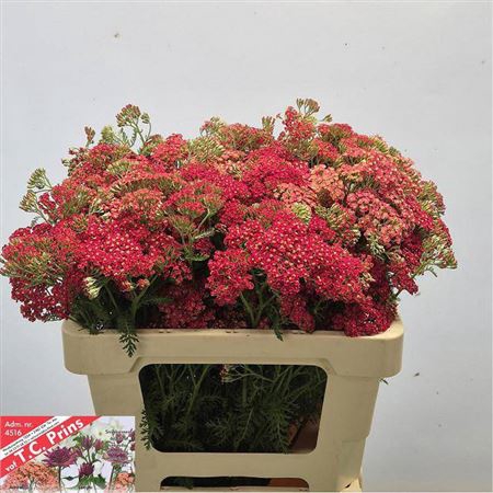 <h4>Achillea M Paprika</h4>