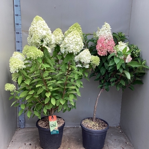 HYDR PANICULATA