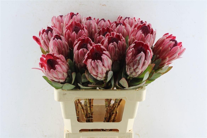 <h4>PROTEA OV PER STUK</h4>